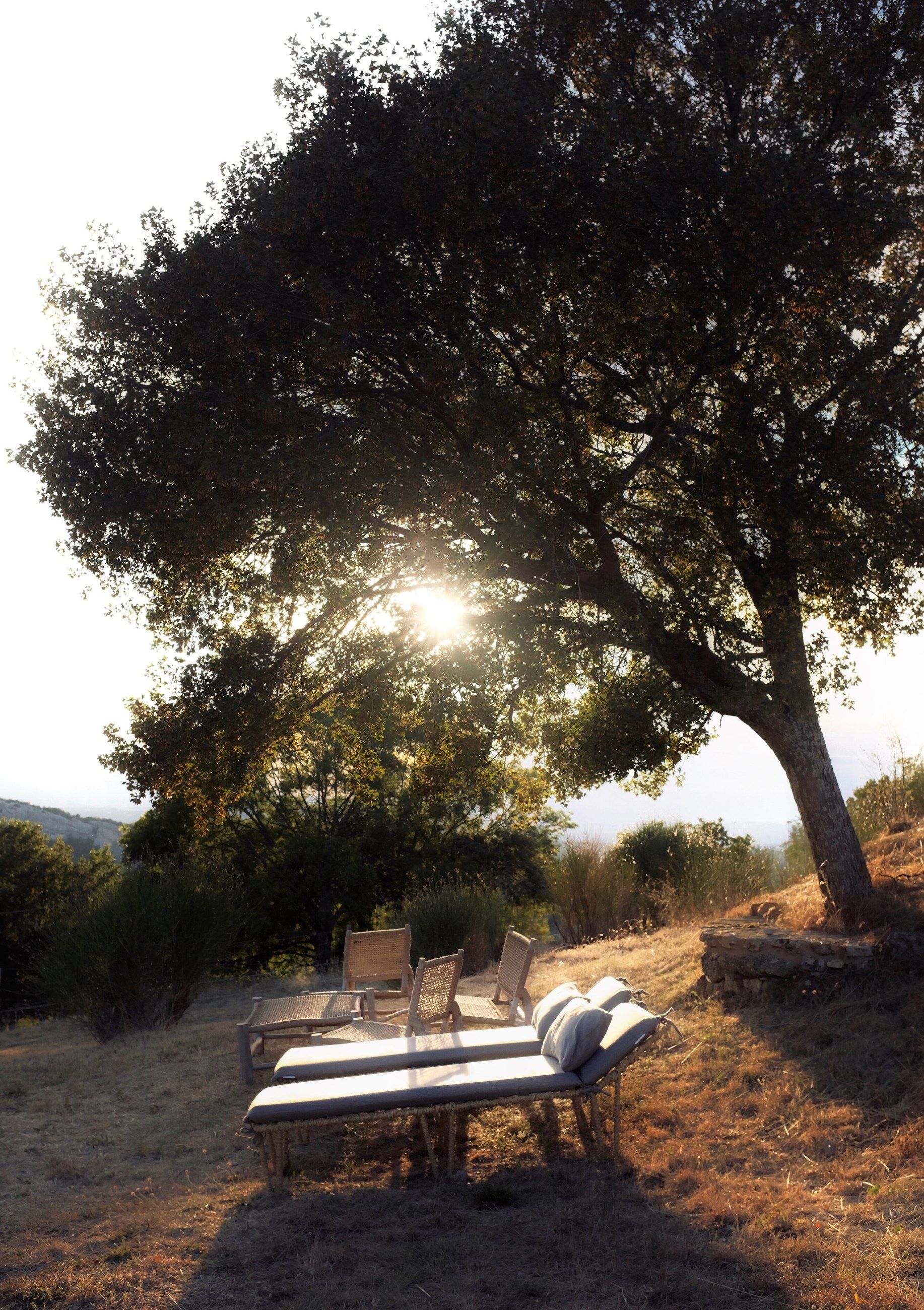 An old tree with the sun behind it and lounge chairs in dry grass