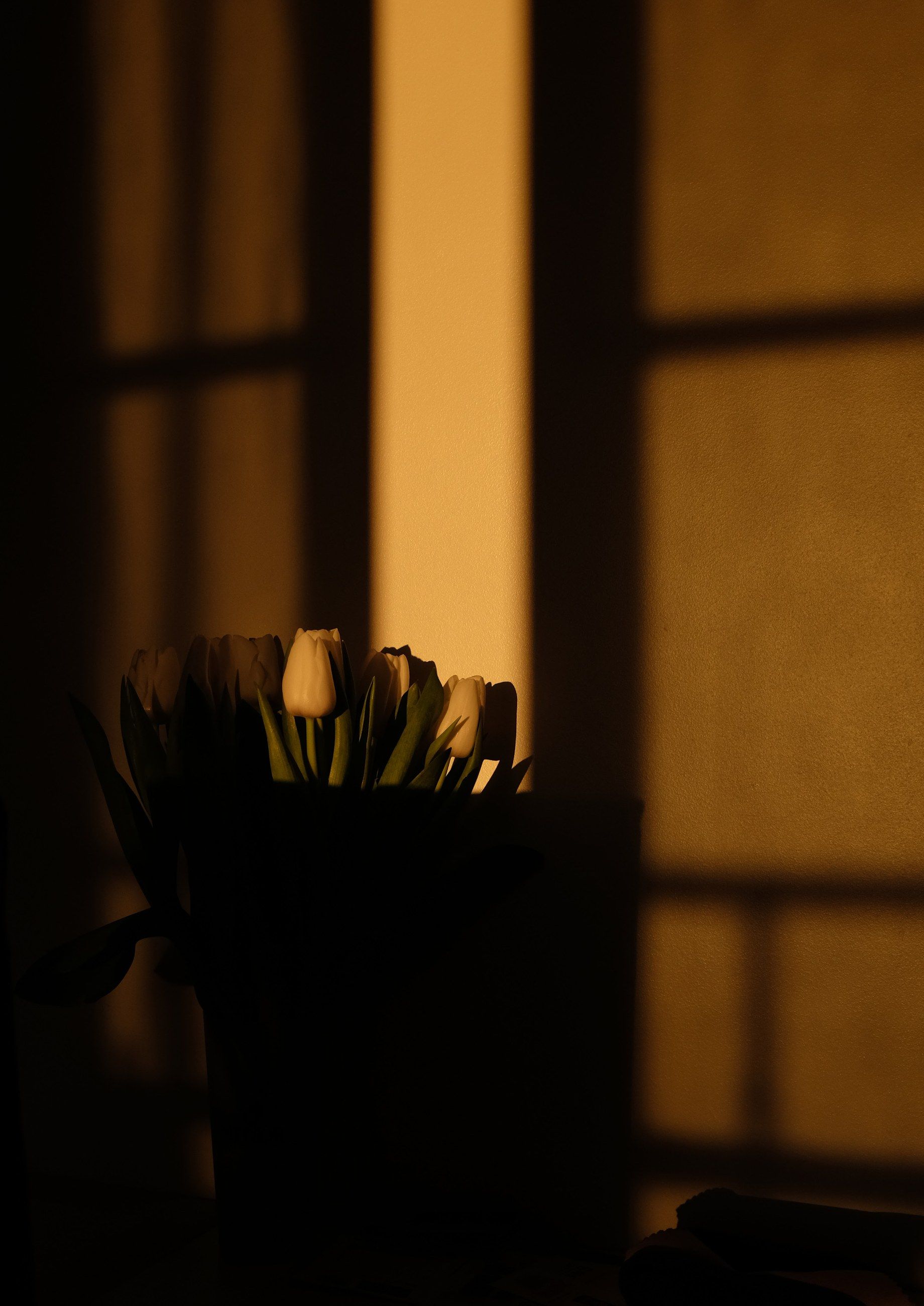 Tulips in a vase in front of a window at golden hour