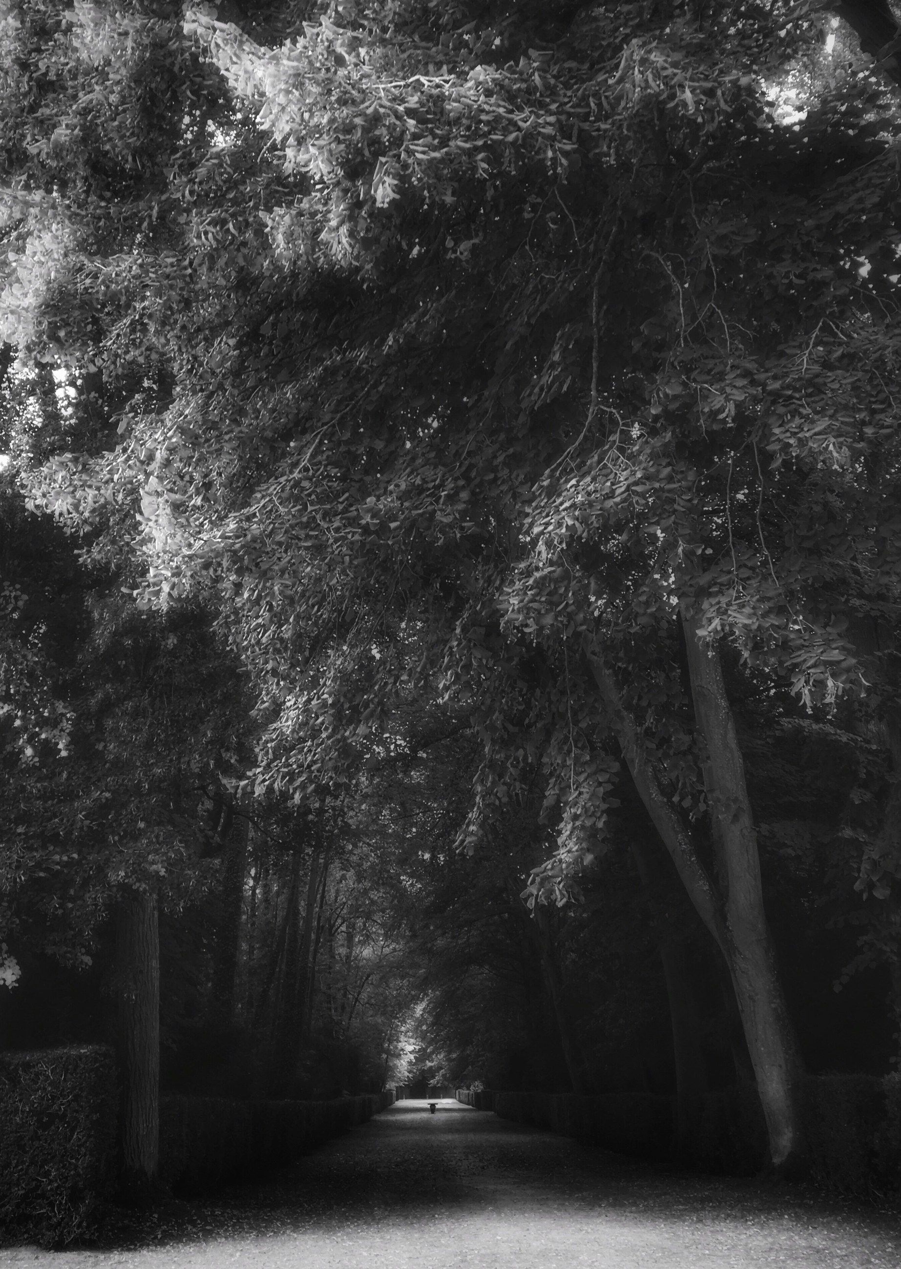 A path beneath trees, in black and white