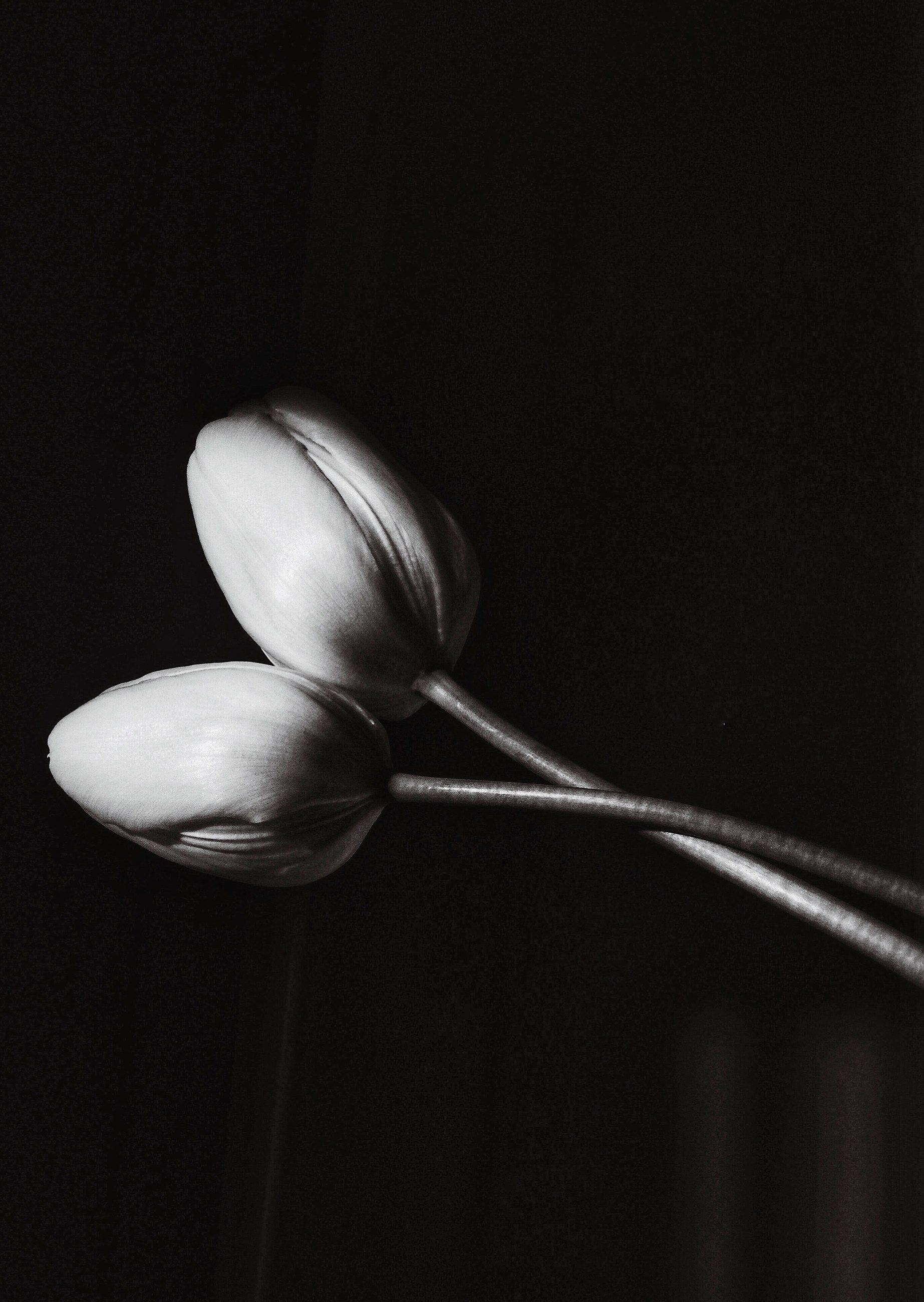Two tulips, in black and white